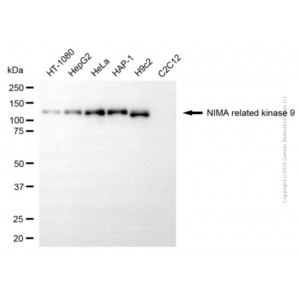 KD-Validated NEK9 Mouse mAb (20 μl)