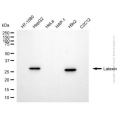 KD-Validated LXN Mouse mAb (20 μl)