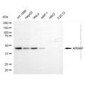 KD-Validated APMAP Mouse mAb (20 μl)