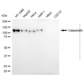 KD-Validated CAST Mouse mAb (20 μl)