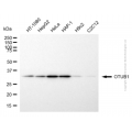 KD-Validated OTUB1 Mouse mAb (20 μl)