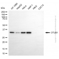 KD-Validated OTUB1 Mouse mAb (20 μl)