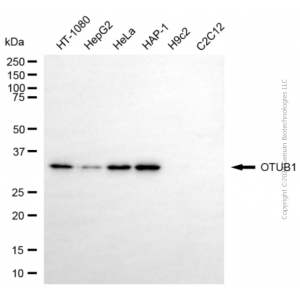 KD-Validated OTUB1 Mouse mAb (20 μl)