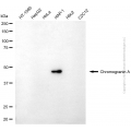 KD-Validated CHGA Mouse mAb (20 μl)
