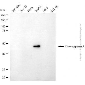 KD-Validated CHGA Mouse mAb (20 μl)