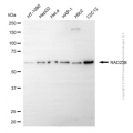KD-Validated RAD23B Mouse mAb (20 μl)
