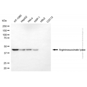 KD-Validated ASL Mouse mAb (20 μl)