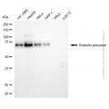 KD-Validated GRN Mouse mAb (20 μl)
