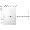 KD-Validated CDCA8 Mouse mAb (20 μl)