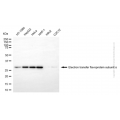 KD-Validated ETFA Mouse mAb (20 μl)