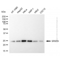 KD-Validated SRSF9 Mouse mAb (20 μl)