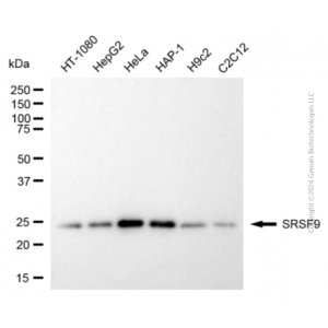 KD-Validated SRSF9 Mouse mAb (20 μl)