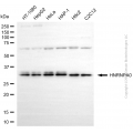 KD-Validated HNRNPA0 Mouse mAb (20 μl)