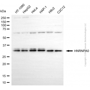 KD-Validated HNRNPA0 Mouse mAb (20 μl)