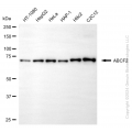 KD-Validated ABCF2 Mouse mAb (20 μl)