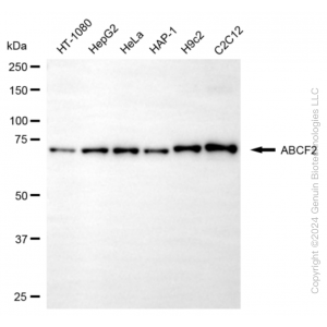 KD-Validated ABCF2 Mouse mAb (20 μl)