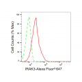 KD-Validated IRAK3 Rabbit mAb (20 μl)