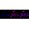 KD-Validated IRAK3 Rabbit mAb (20 μl)