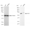 KD-Validated IRAK3 Rabbit mAb (20 μl)