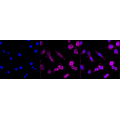 KD-Validated GAQ Rabbit mAb (20 μl)