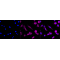 KD-Validated GAQ Rabbit mAb (20 μl)