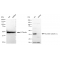 KD-Validated GAQ Rabbit mAb (20 μl)