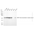 KD-Validated PPP5C Mouse mAb (20 μl)