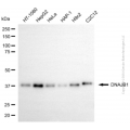 KD-Validated DNAJB1 Mouse mAb (20 μl)
