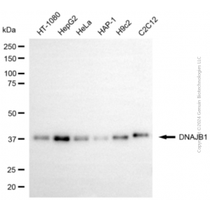 KD-Validated DNAJB1 Mouse mAb (20 μl)