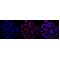 KD-Validated G6PD Rabbit mAb (20 μl)