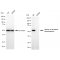 KD-Validated G6PD Rabbit mAb (20 μl)