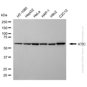KD-Validated ATIC Mouse mAb (20 μl)