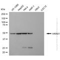KD-Validated HARS1 Mouse mAb (20 μl)