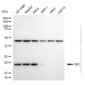 KD-Validated BID Mouse mAb (20 μl)