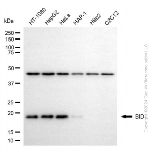 KD-Validated BID Mouse mAb (20 μl)