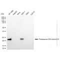 KD-Validated PSMB8 Mouse mAb (20 μl)