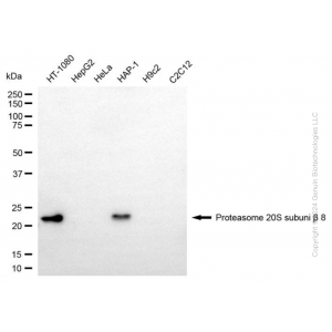 KD-Validated PSMB8 Mouse mAb (20 μl)