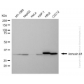 KD-Validated ANXA1 Mouse mAb (20 μl)