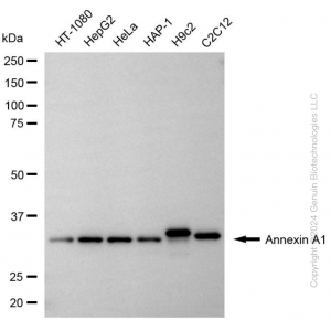 KD-Validated ANXA1 Rabbit mAb (20 μl)