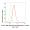 KD-Validated GRSF1 Rabbit mAb (20 μl)