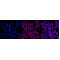 KD-Validated GRSF1 Rabbit mAb (20 μl)