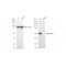 KD-Validated GRSF1 Rabbit mAb (20 μl)