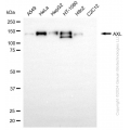 KD-Validated AXL Rabbit mAb (20 μl)