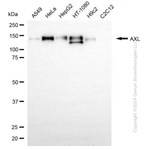 KD-Validated AXL Rabbit mAb (20 μl)