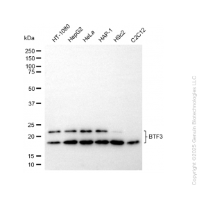 KD-Validated BTF3 Rabbit mAb (20 μl)