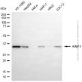 KD-Validated AIMP1 Rabbit mAb (20 μl)