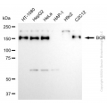 KD-Validated BCR Rabbit mAb (20 μl)