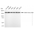 KD-Validated CLTC Rabbit mAb (20 μl)
