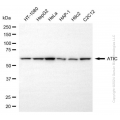 KD-Validated ATIC Mouse mAb (20 μl)