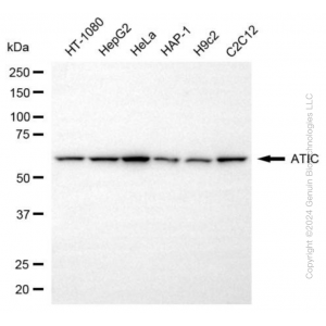 KD-Validated ATIC Mouse mAb (20 μl)